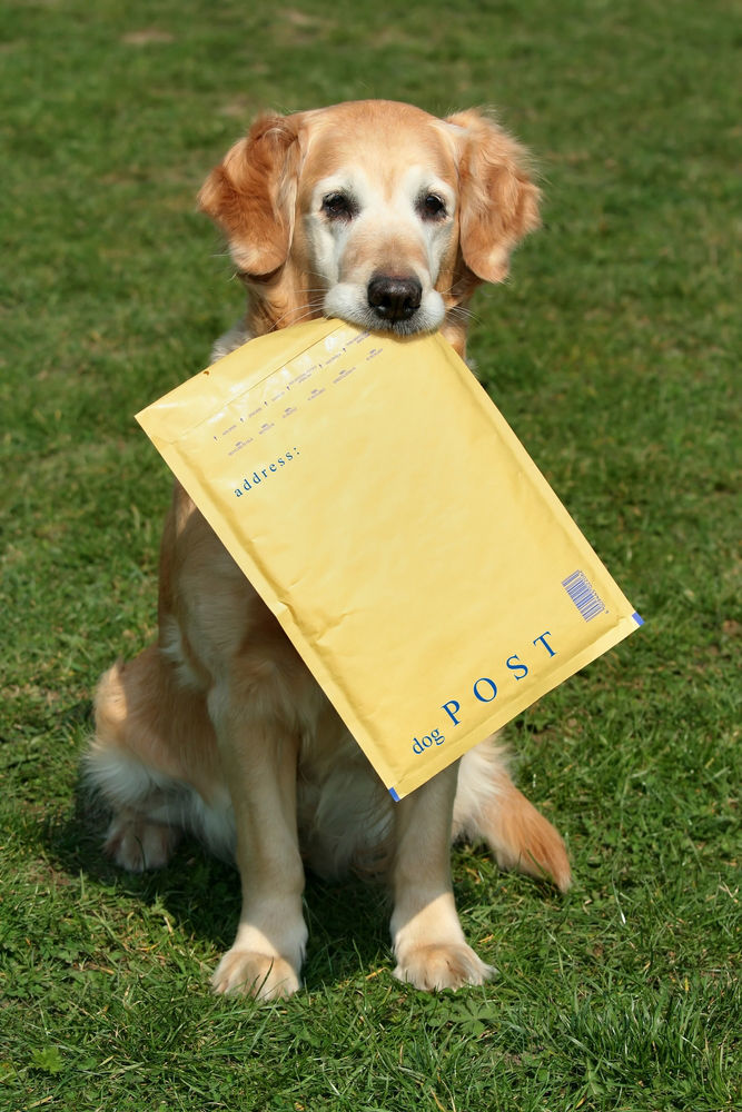 A dog holding a package for posting.